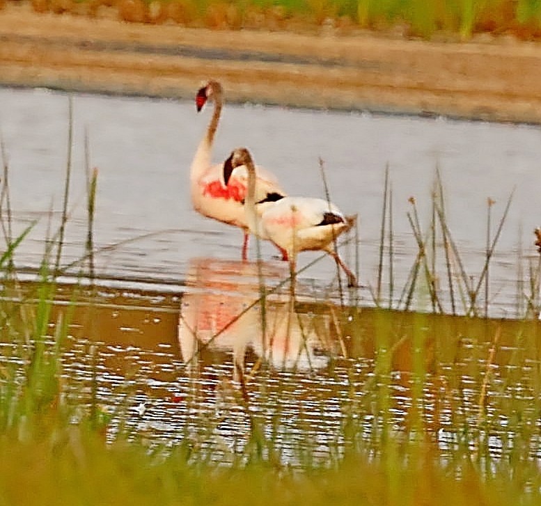 Küçük Flamingo - ML518876611