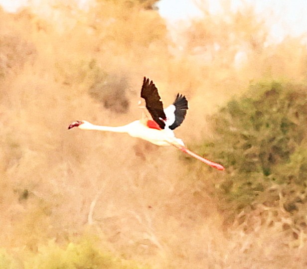 Lesser Flamingo - ML518876621