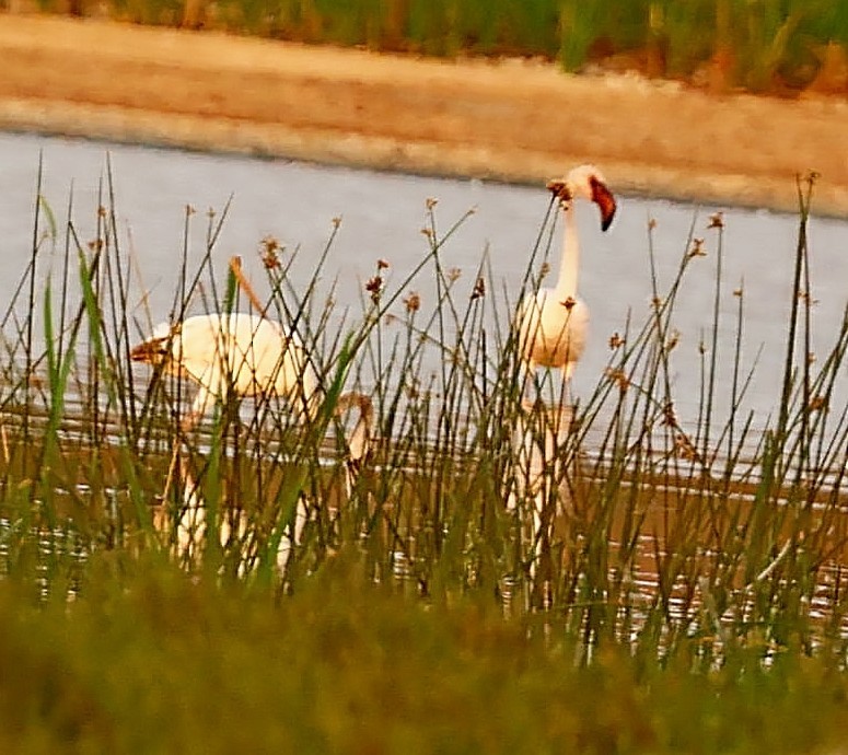 Lesser Flamingo - ML518876641