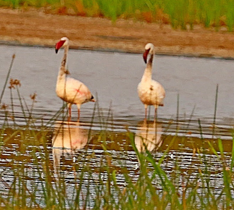 Lesser Flamingo - ML518876651