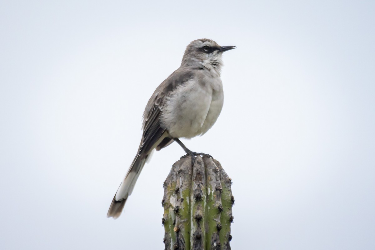 Tropical Mockingbird - ML518877021