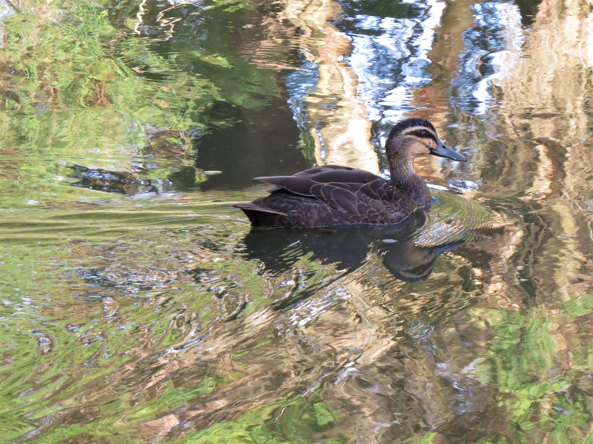 Pacific Black Duck - ML518877131