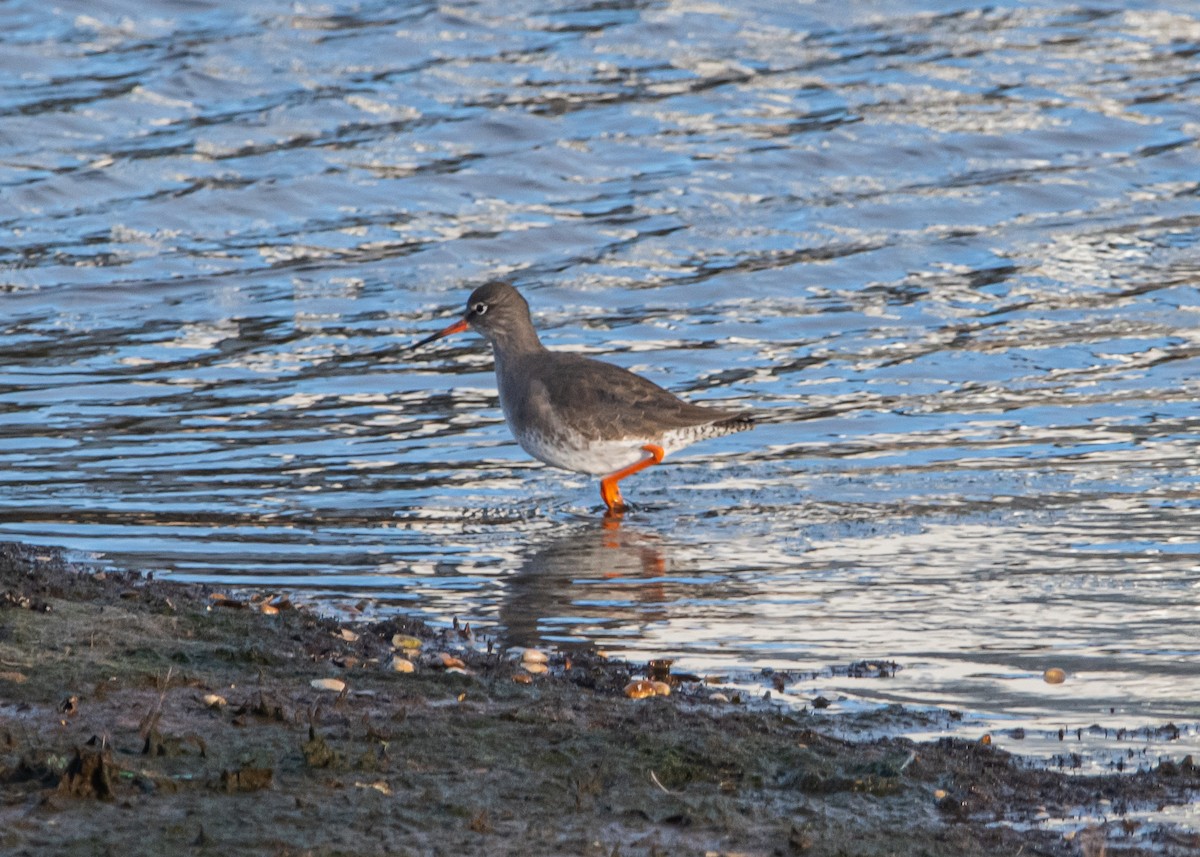 Common Redshank - ML518877281