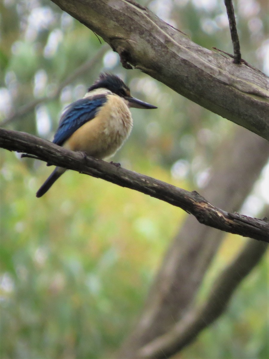 Sacred Kingfisher - ML518877531