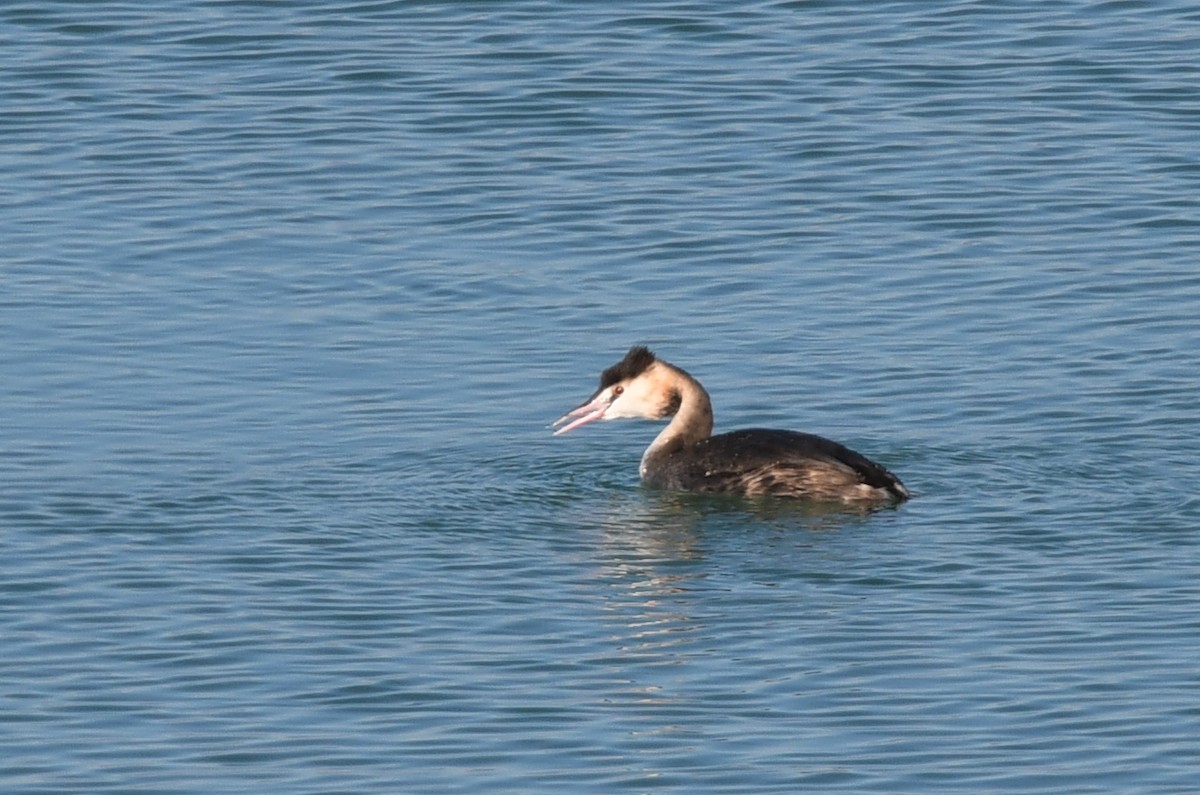 Great Crested Grebe - ML518877541