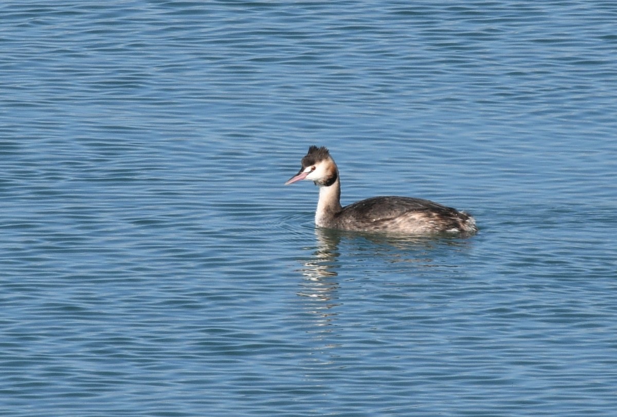 Great Crested Grebe - ML518877551