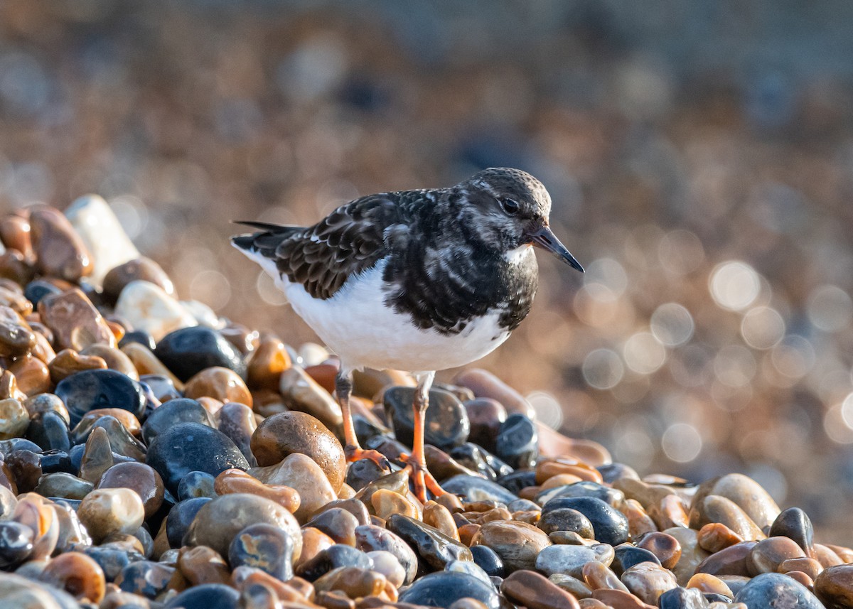 Ruddy Turnstone - ML518877571