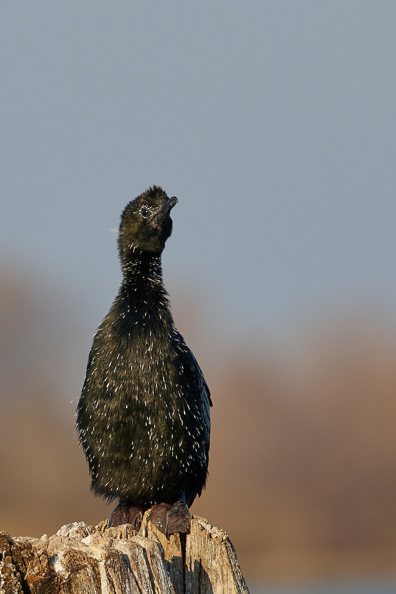 Pygmy Cormorant - ML518877751