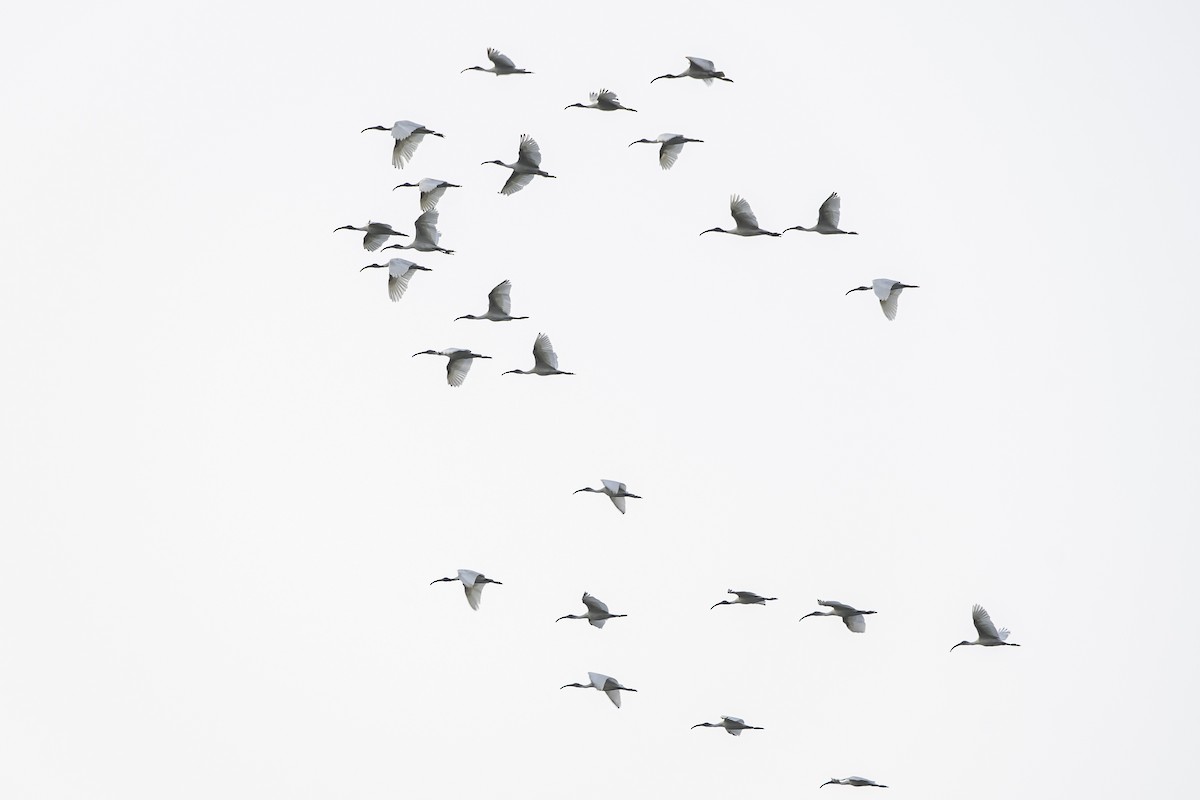 ibis černohlavý - ML518877971