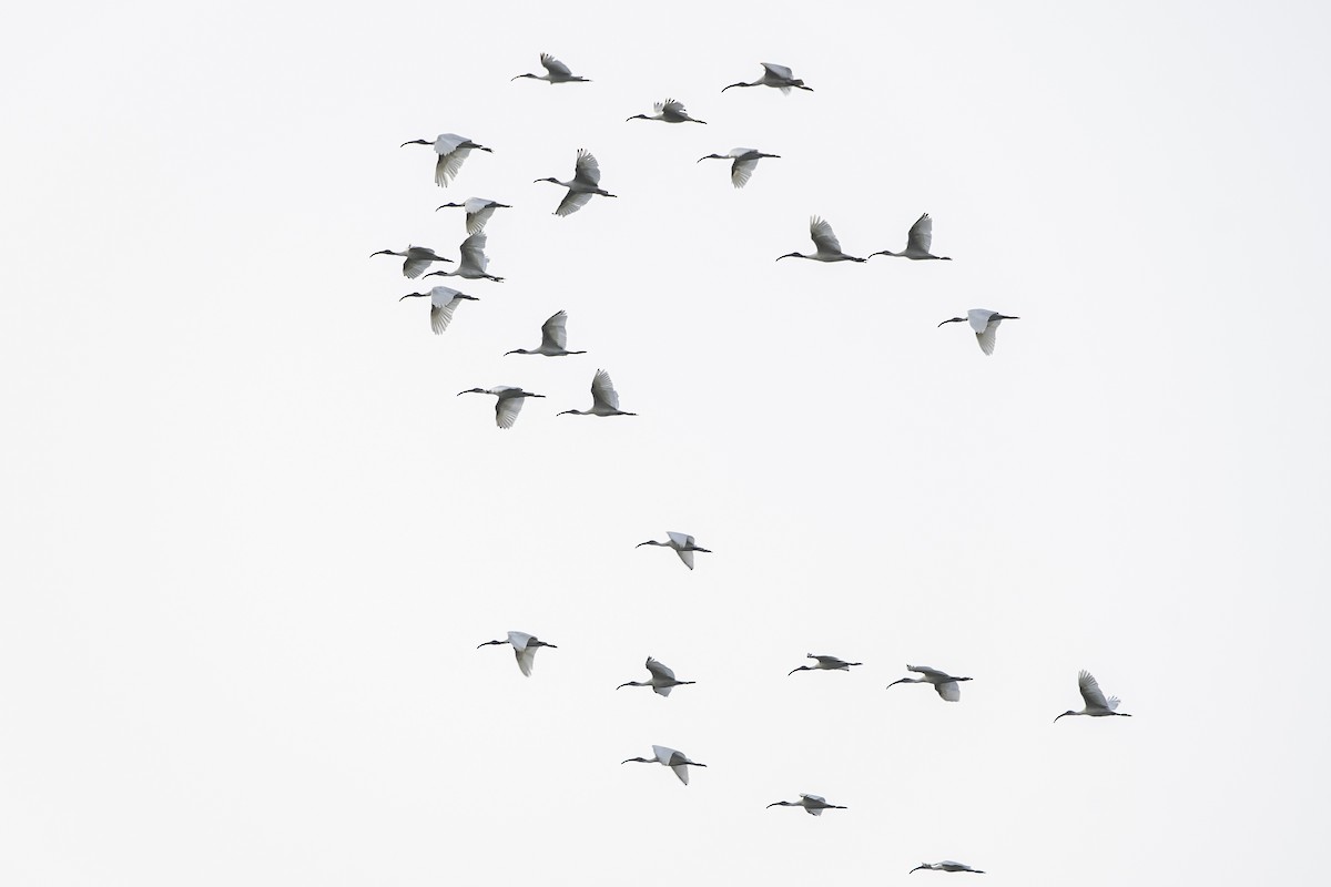 Black-headed Ibis - ML518877971