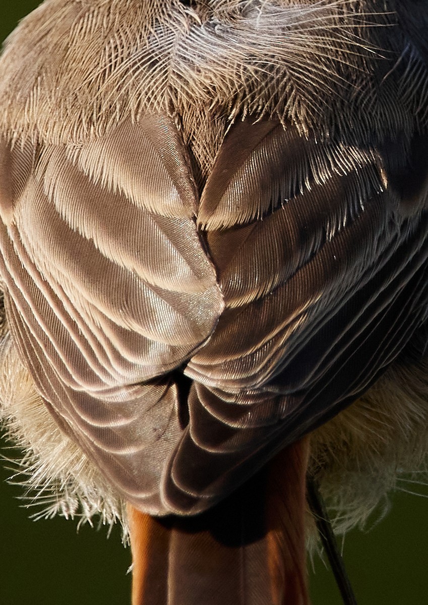 Black Redstart - ML518878271