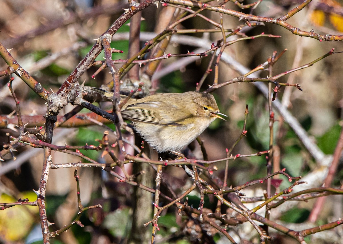 Common Chiffchaff - ML518878341