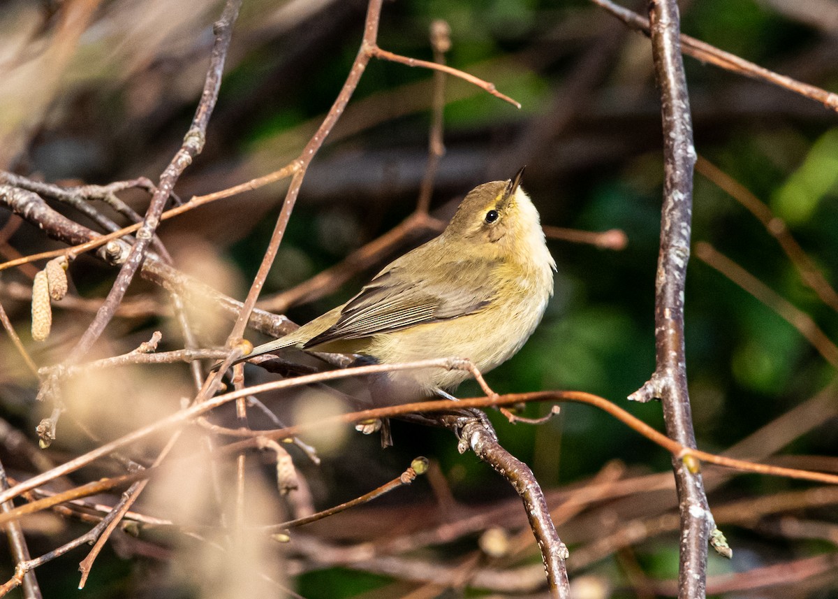 Common Chiffchaff - ML518878391