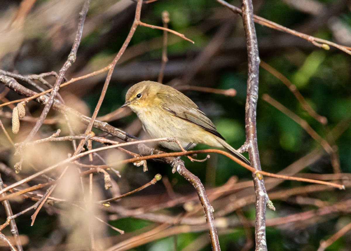 Common Chiffchaff - ML518878401