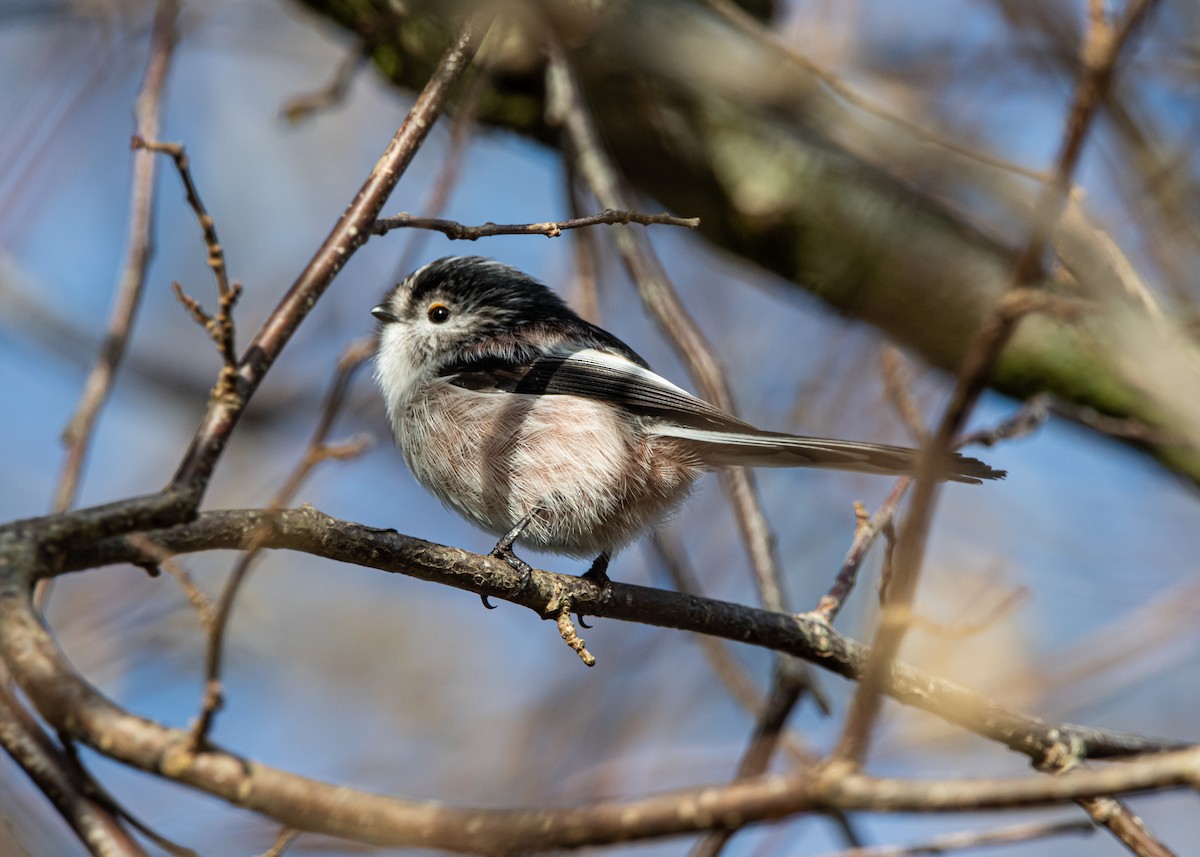 Long-tailed Tit - ML518878471