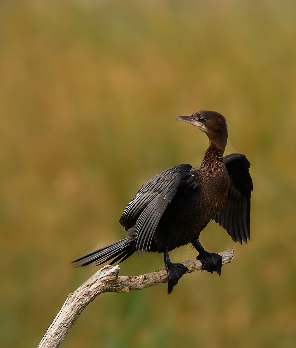 Pygmy Cormorant - ML518878491