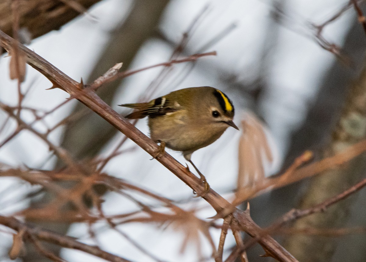 Goldcrest - ML518878511