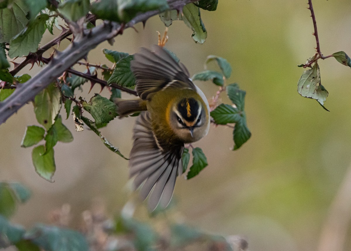 Common Firecrest - ML518878601