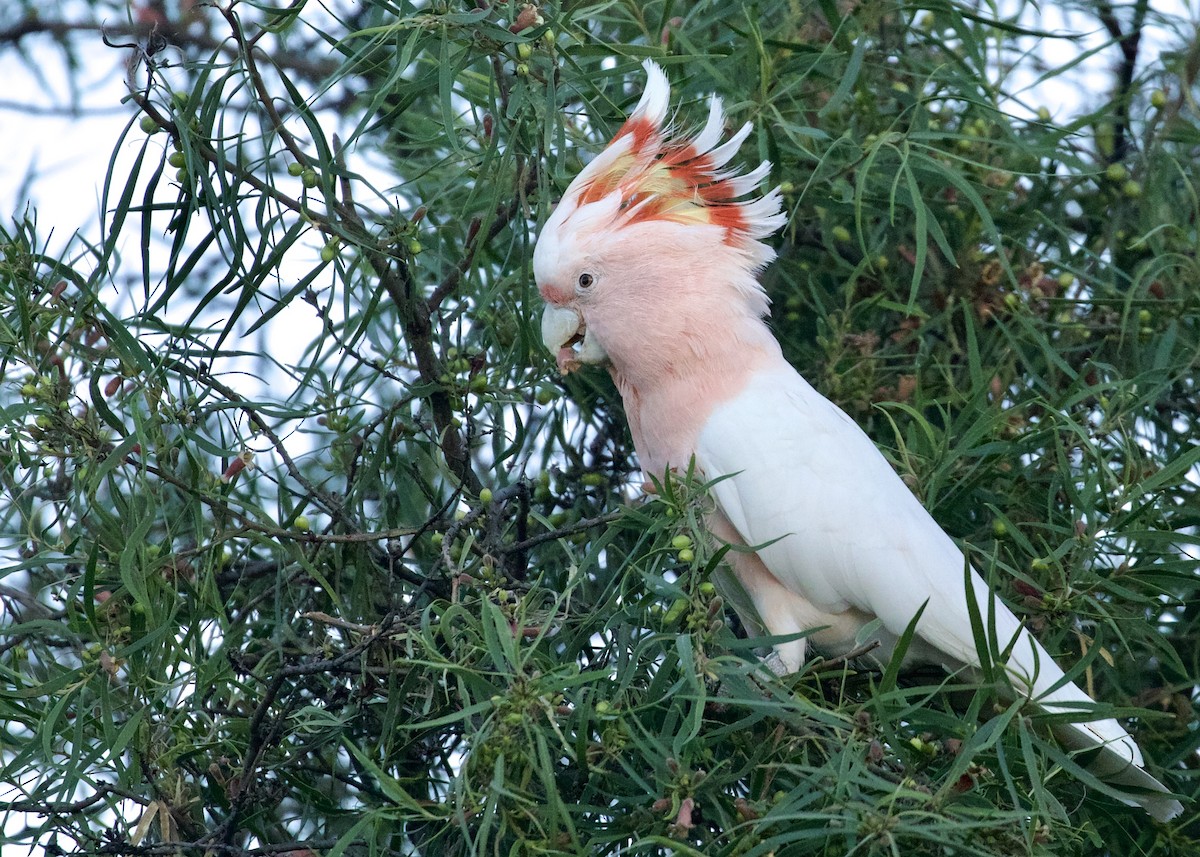 Pink Cockatoo - Kev Bates