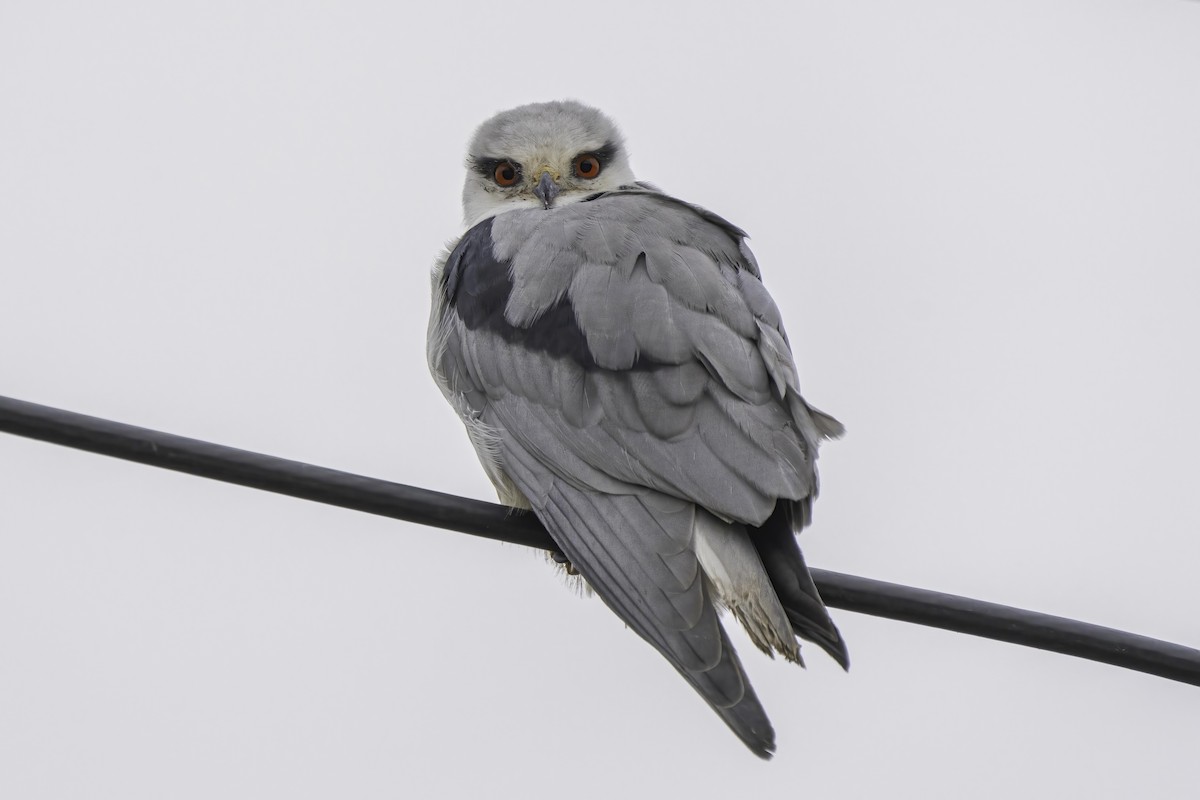 Black-winged Kite - ML518879661