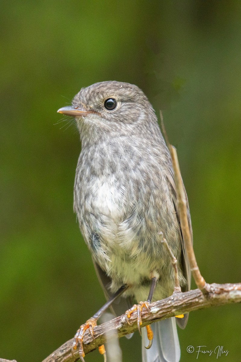 North Island Robin - Fawas Illias