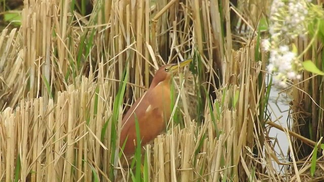 Cinnamon Bittern - ML518881101