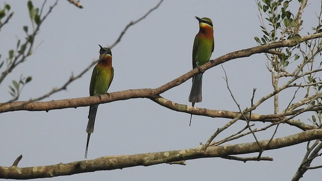 Blue-tailed Bee-eater - ML518881111