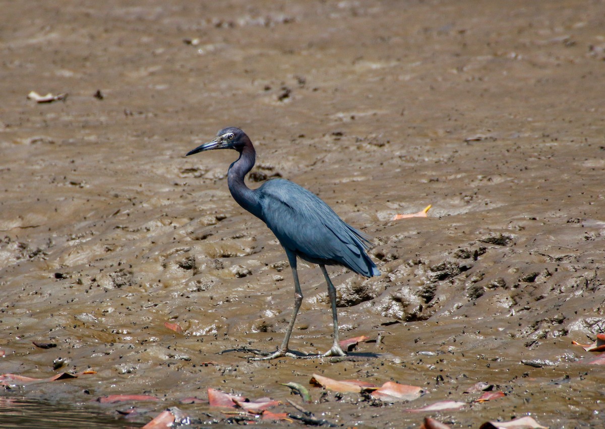 Little Blue Heron - ML518882751