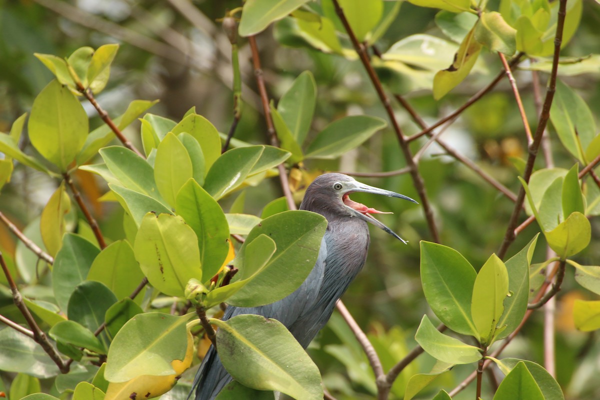 Little Blue Heron - ML518882761