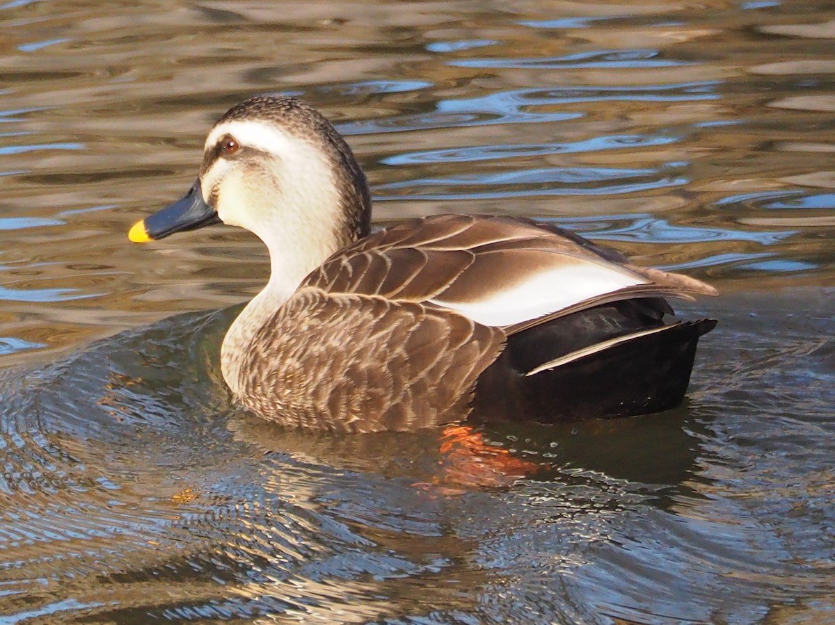 Зэрлэгшир нугас - ML518882841