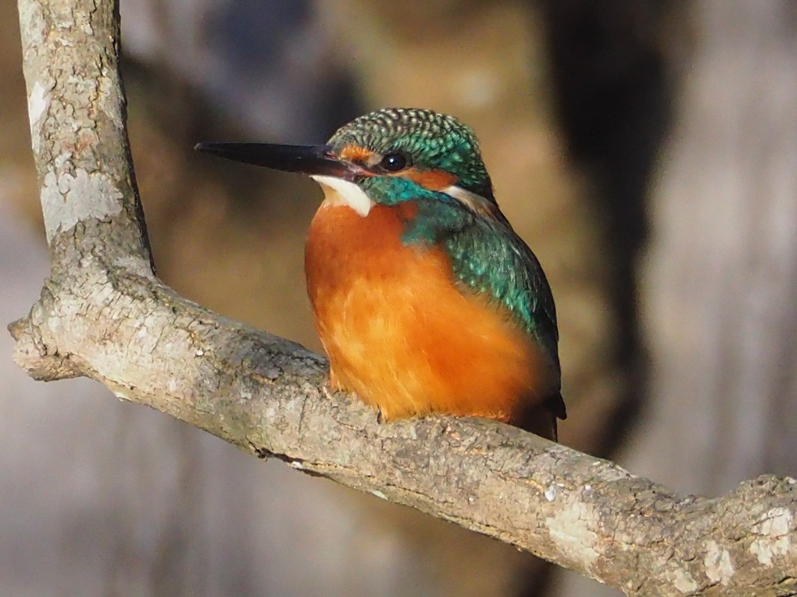 Номин шогшир - ML518882851