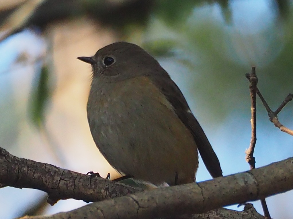 Дагуур гал сүүлт - ML518882861