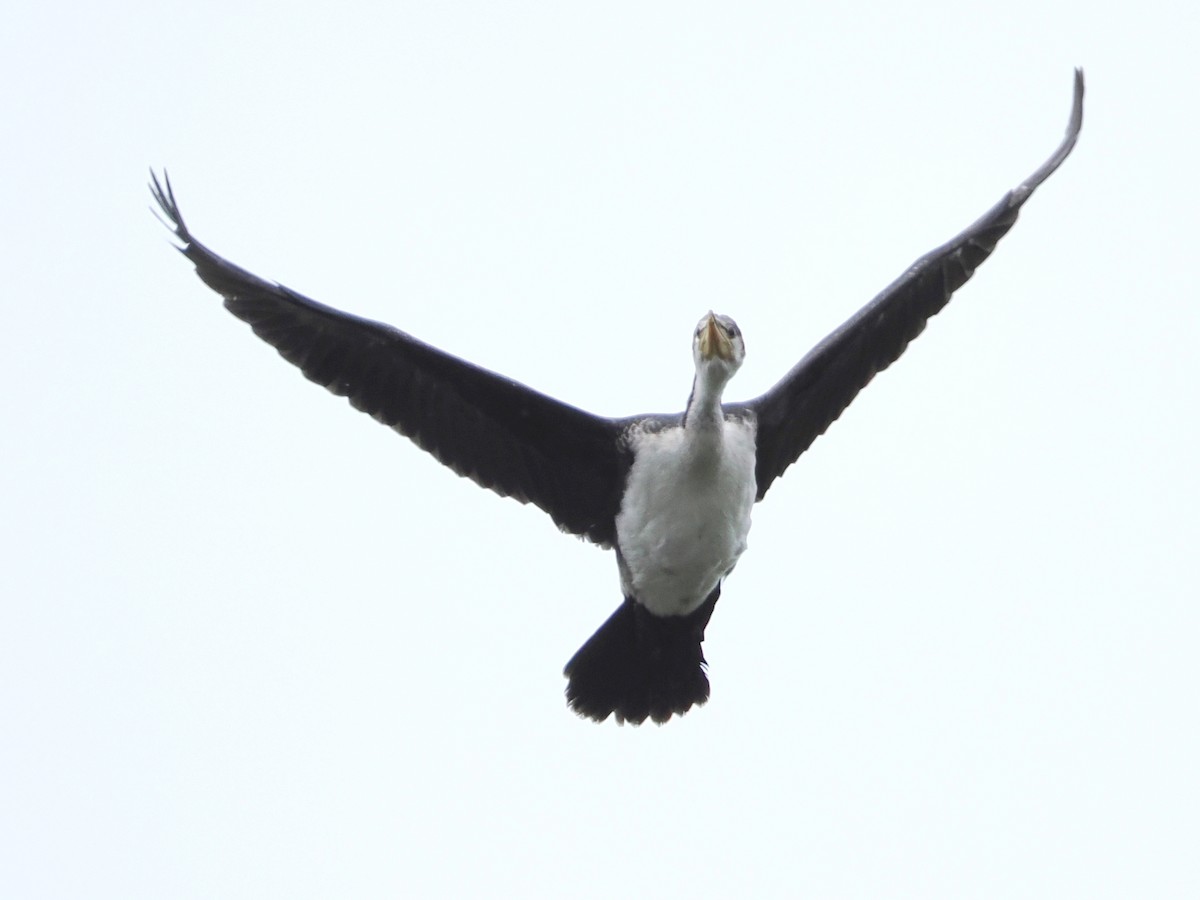 Little Pied Cormorant - ML518882911