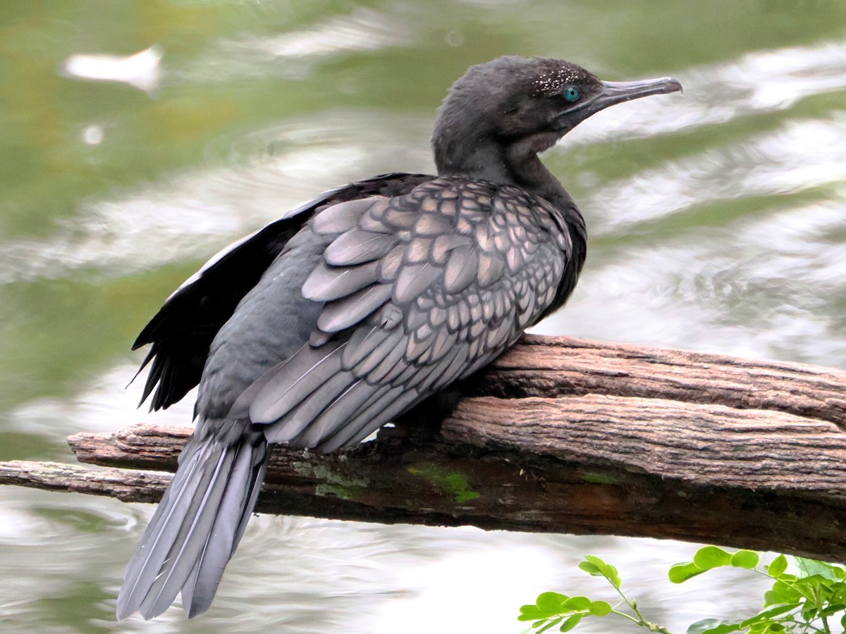 Little Black Cormorant - ML518882981