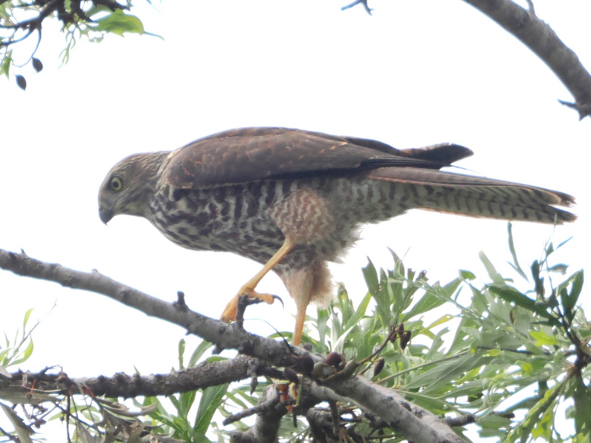 Collared Sparrowhawk - ML518883011