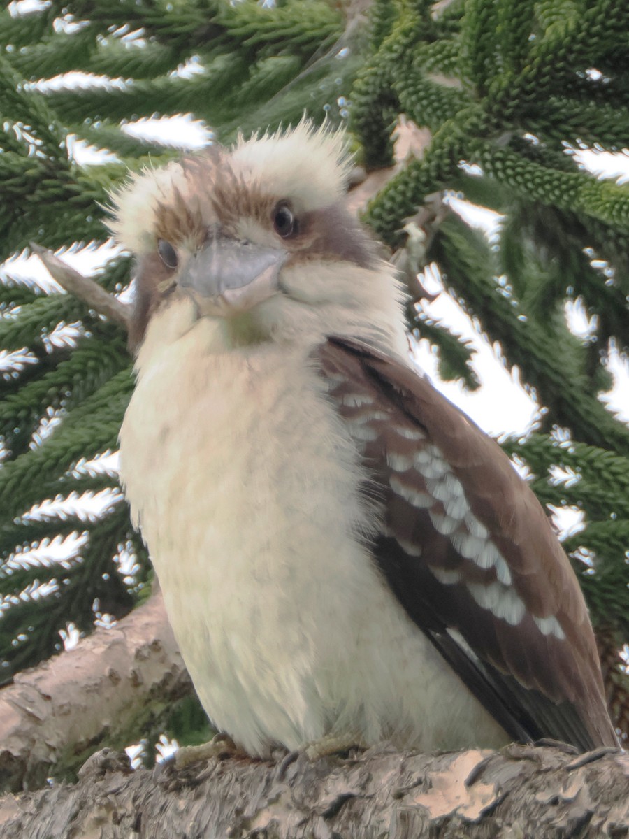 Laughing Kookaburra - ML518883051