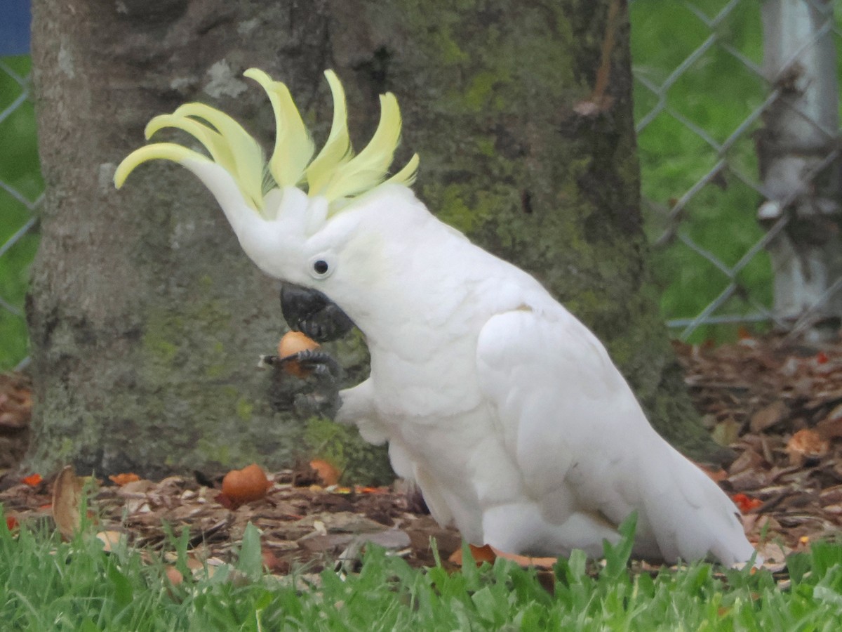 Sulphur-crested Cockatoo - ML518883121