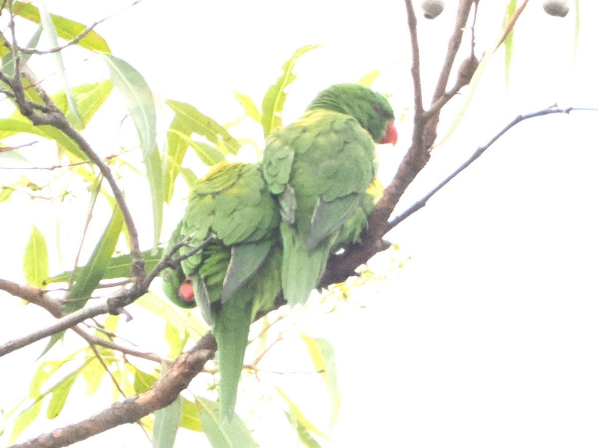 Scaly-breasted Lorikeet - ML518883321