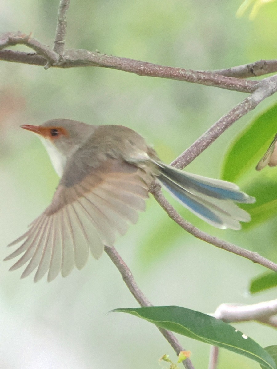 Superb Fairywren - ML518883471