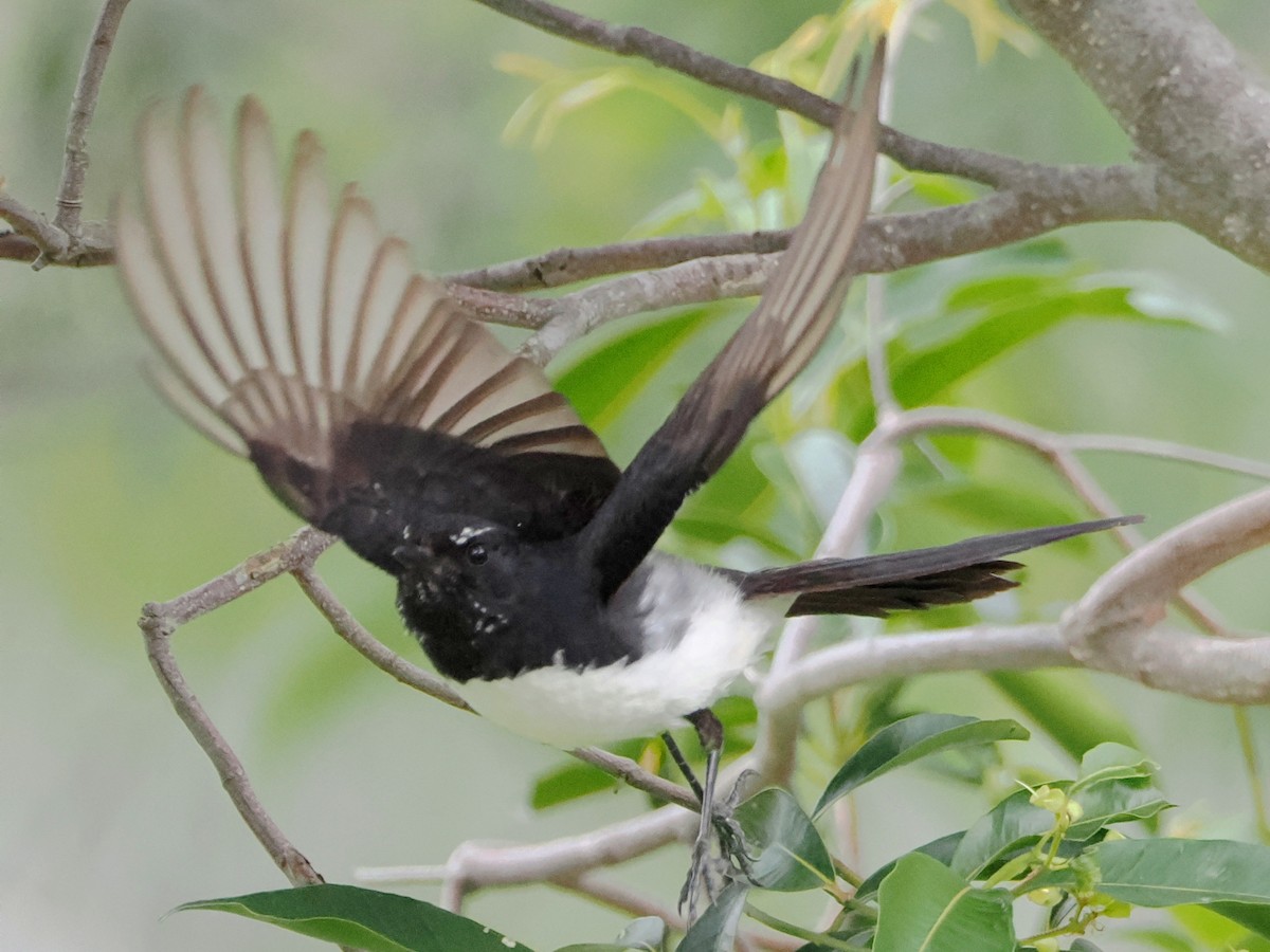 Willie-wagtail - ML518883491