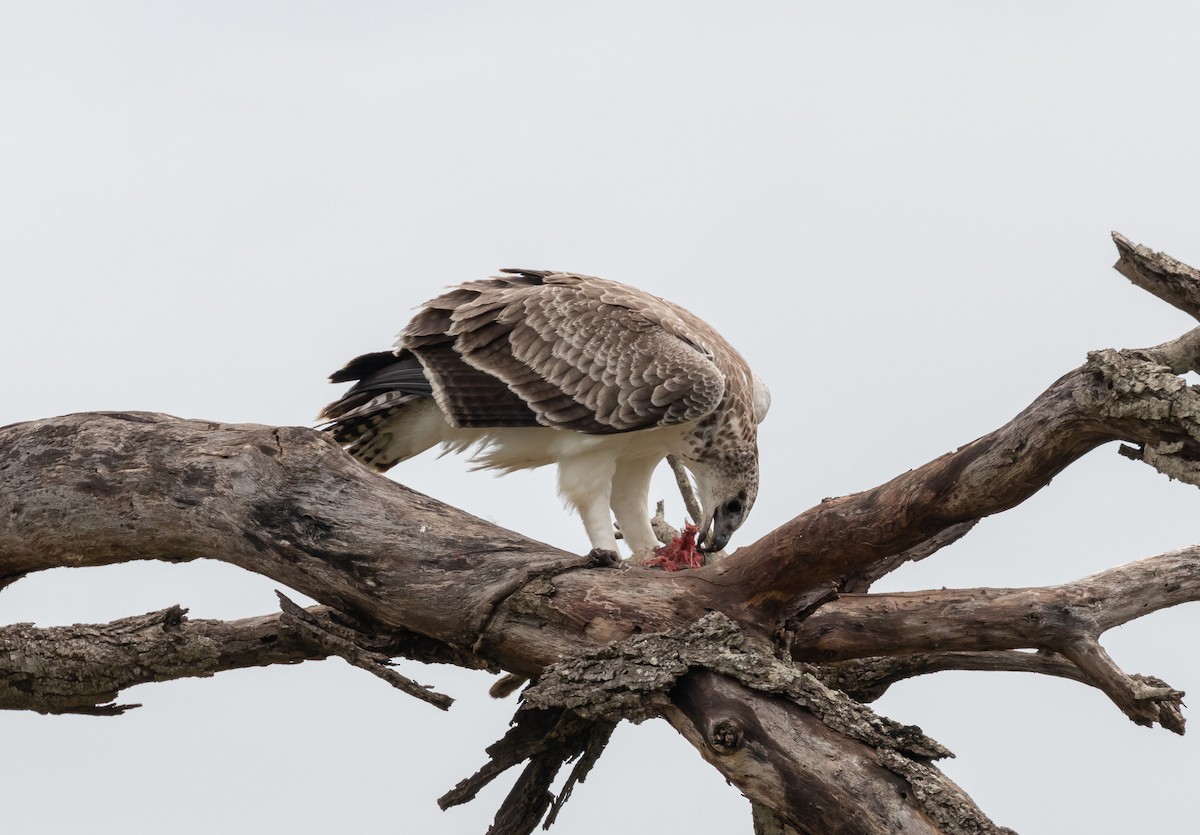 Martial Eagle - ML518883681