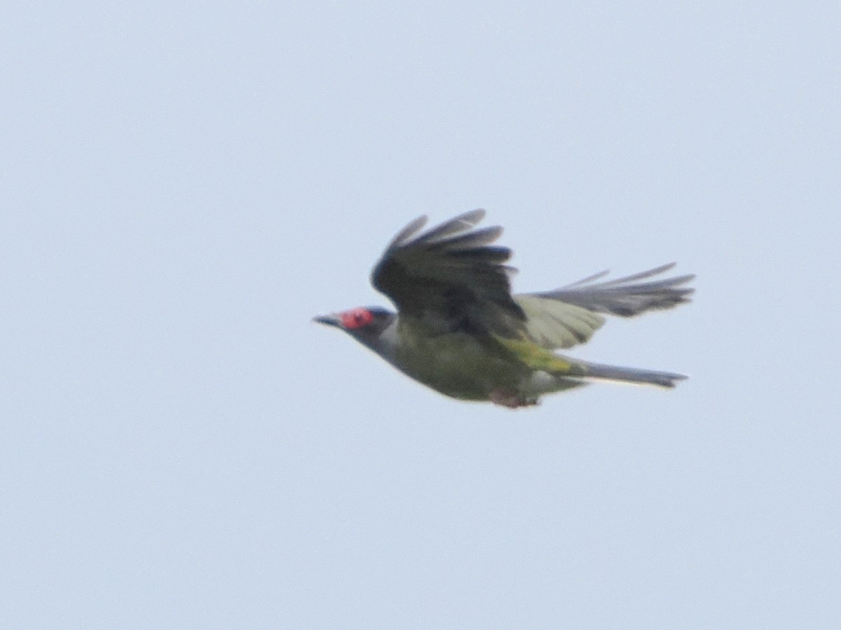 Australasian Figbird - ML518883731