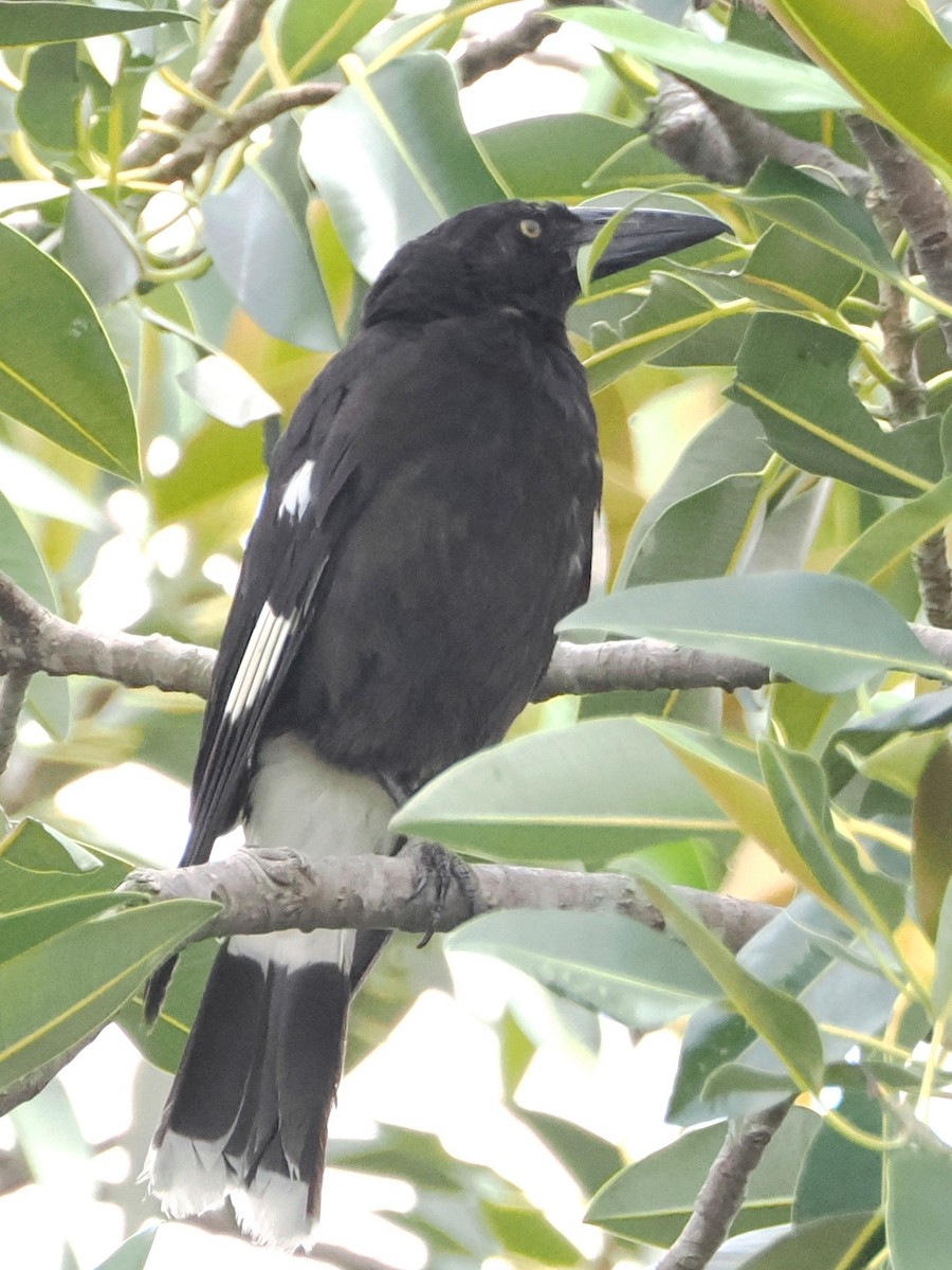 Pied Currawong - ML518883801