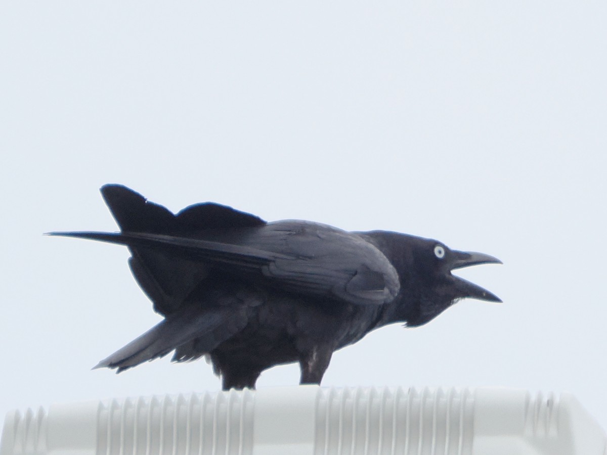 Torresian Crow - ML518883871