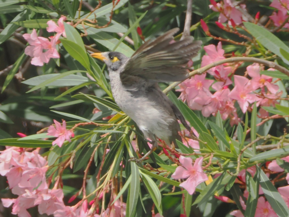 Noisy Miner - ML518883901