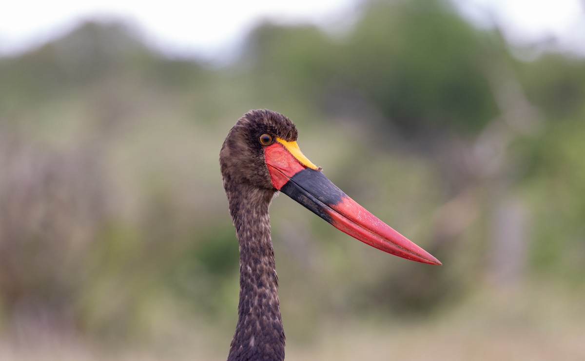 Saddle-billed Stork - ML518885571