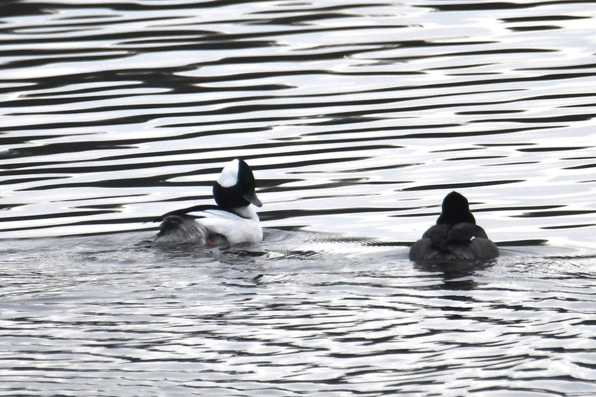 Bufflehead - ML518886881