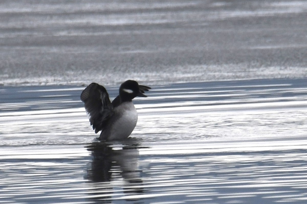 Bufflehead - Patsy Skene