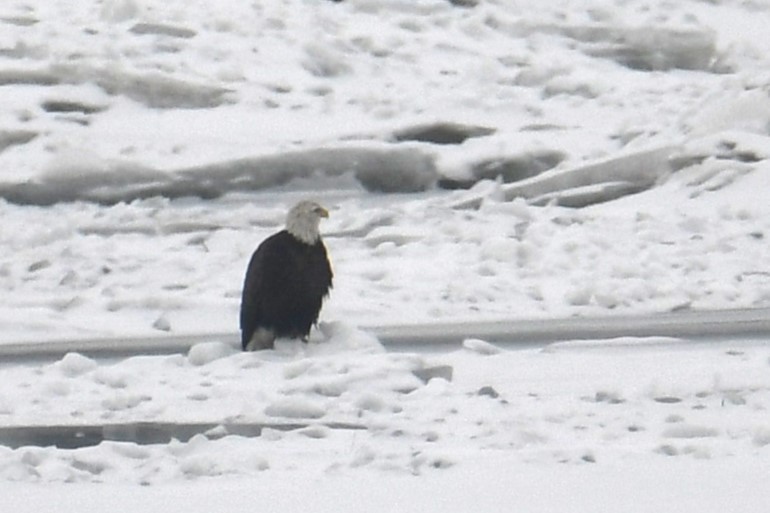 Bald Eagle - ML518886911