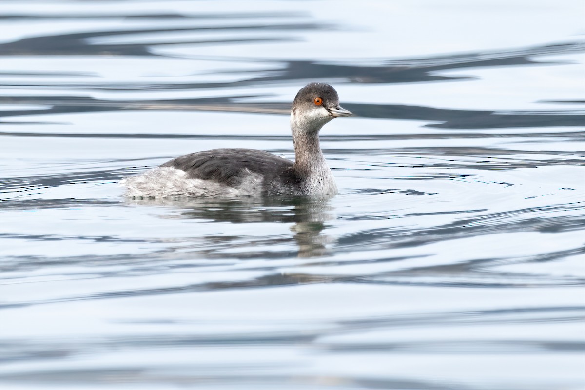 Eared Grebe - ML518887221